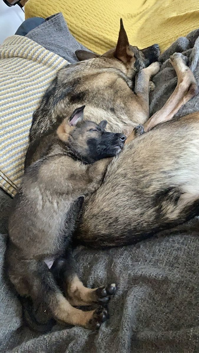 IOM Shepherds tweet media