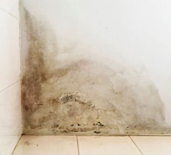 SabzerAzoh's tweet photo. Your home is not walls and tiles it is a living extension of you, and just like your body, it gets sick before you do, sending signs and signals that something needs attention. Mould and moisture are your house whispering “I cannot breathe,”… https://t.co/OwLkUeou1M