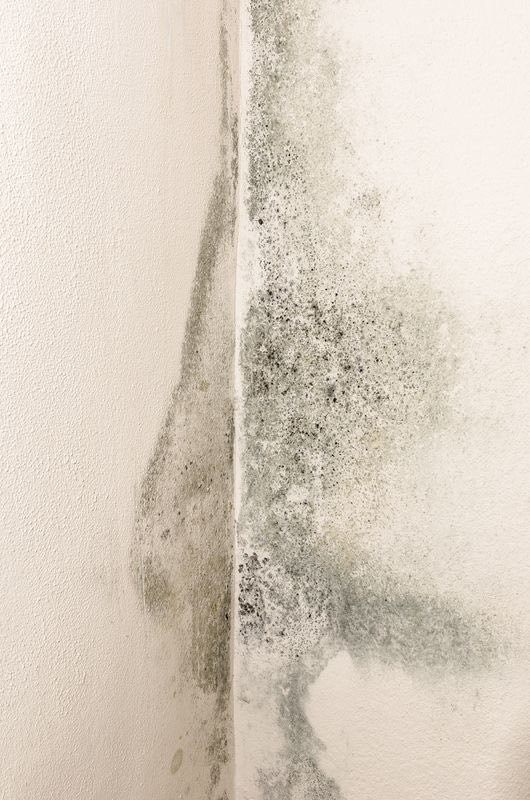 SabzerAzoh's tweet photo. Your home is not walls and tiles it is a living extension of you, and just like your body, it gets sick before you do, sending signs and signals that something needs attention. Mould and moisture are your house whispering “I cannot breathe,”… https://t.co/OwLkUeou1M