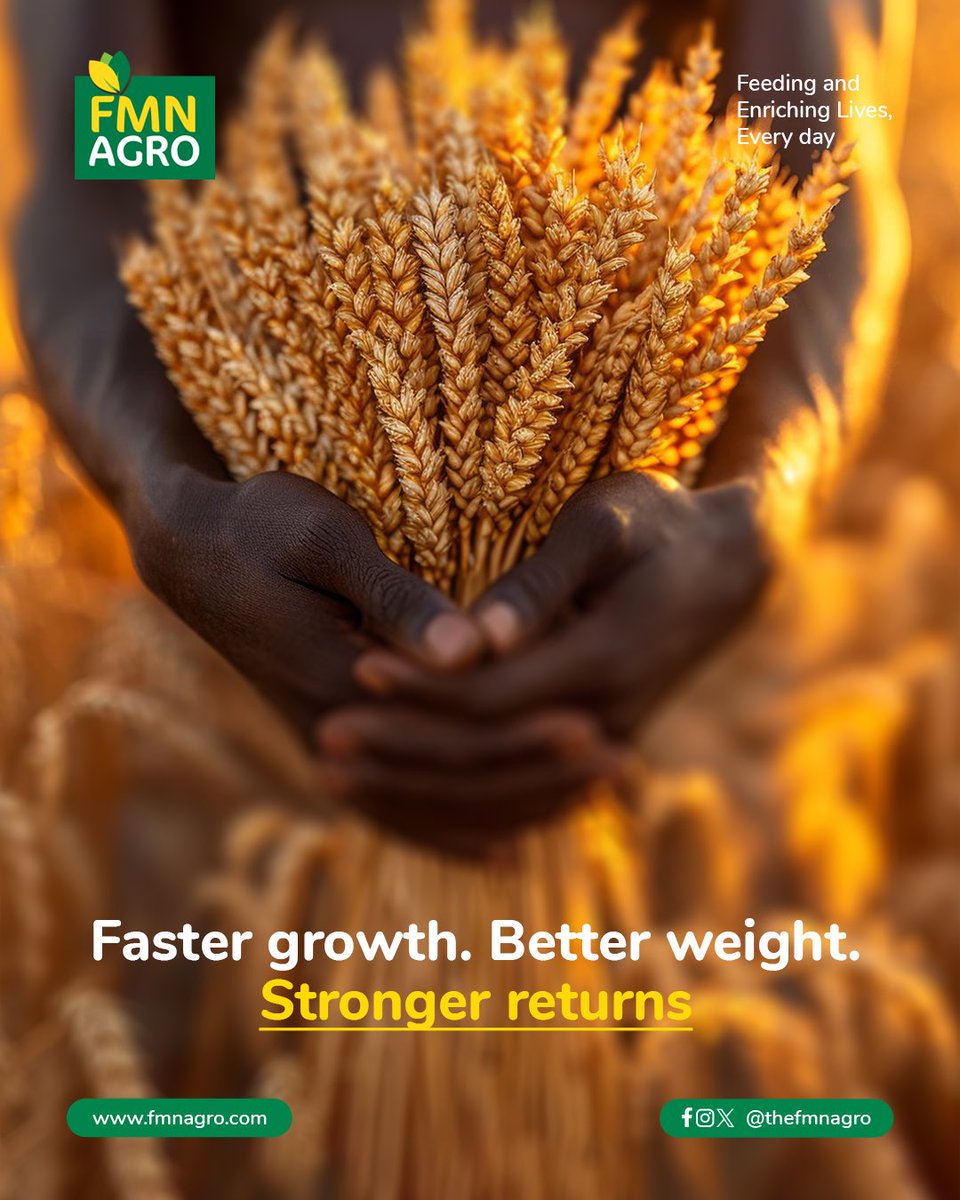 TheFMNAgro's tweet image. In livestock farming, time directly affects cost. The longer it takes animals to reach market weight, the higher your expenses. Quality nutrition shortens that cycle.

FMN feeds are formulated for efficient feed conversion and consistent growth performance

#feeds #FMNAgro