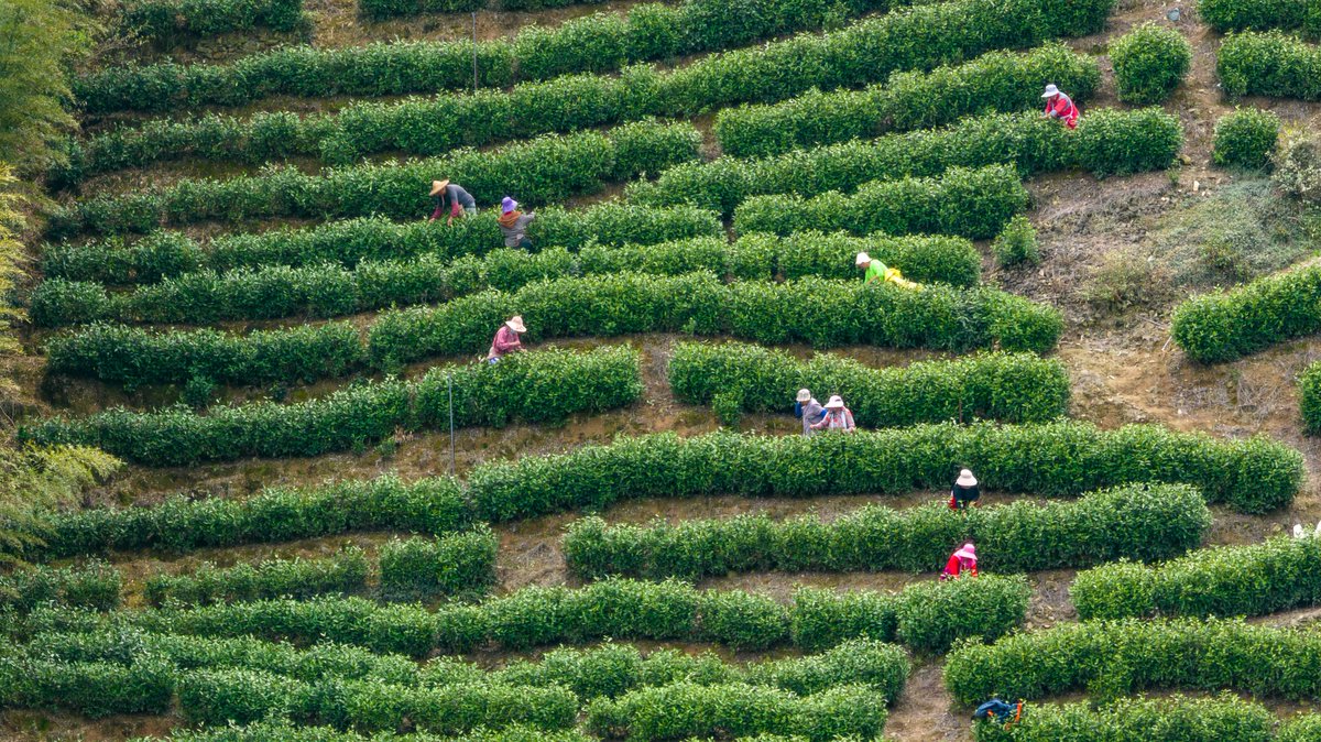 InsightNingbo's tweet photo. A spring breeze has awakened the mountains of #Ningbo, filling the air with the fragrance of fresh tea. The city’s spring tea harvest is set to begin on March 5 — can’t wait to taste the season! #SpringInNingbo https://t.co/AS8Q6OK3Vb