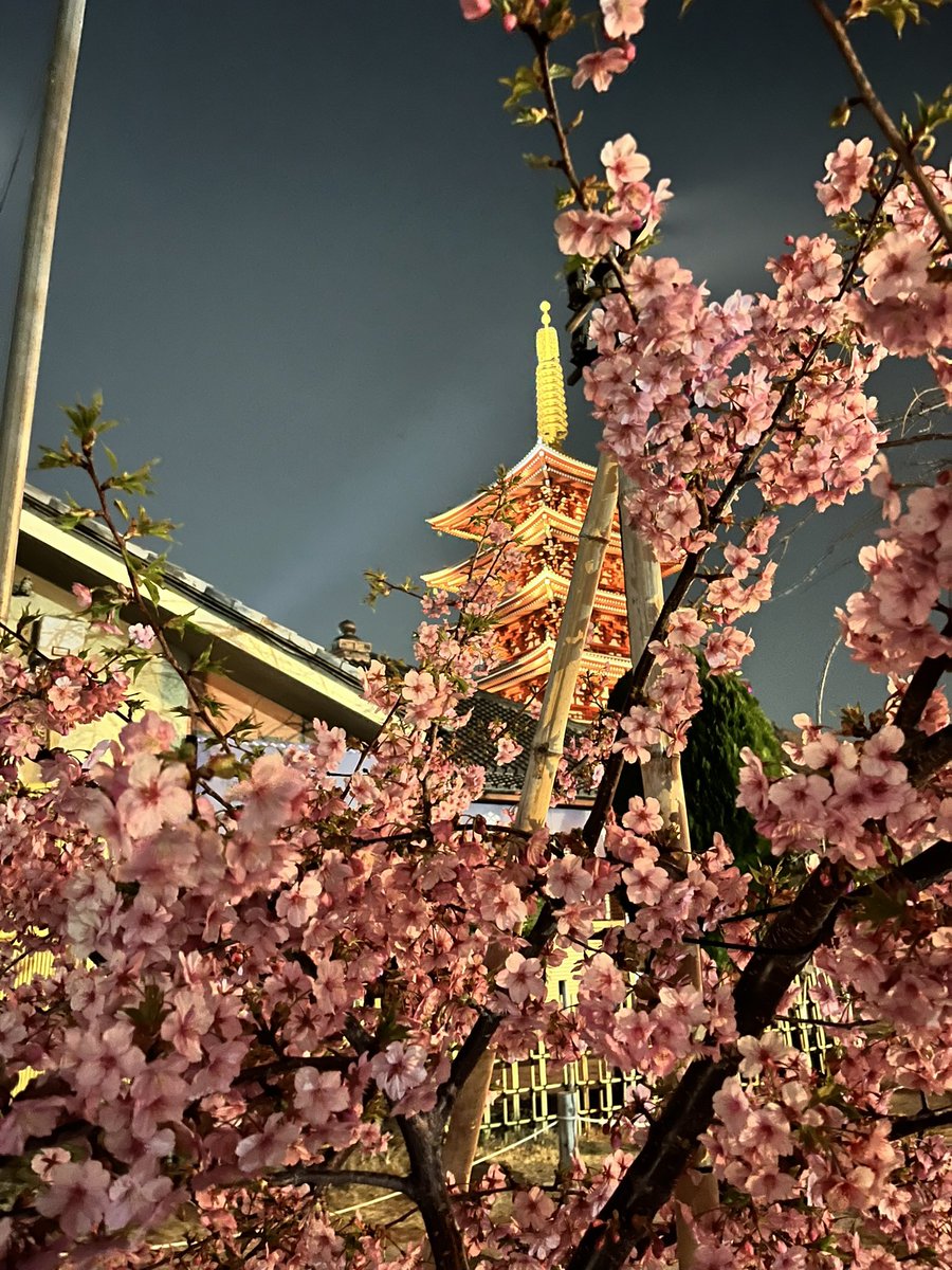 おはようございます^^

3月になり気温もだんだん春らしくなっていきつつありますね
先日帰り際に夜桜を見ました🌸
お昼に見る時とまた違って素敵ですね！