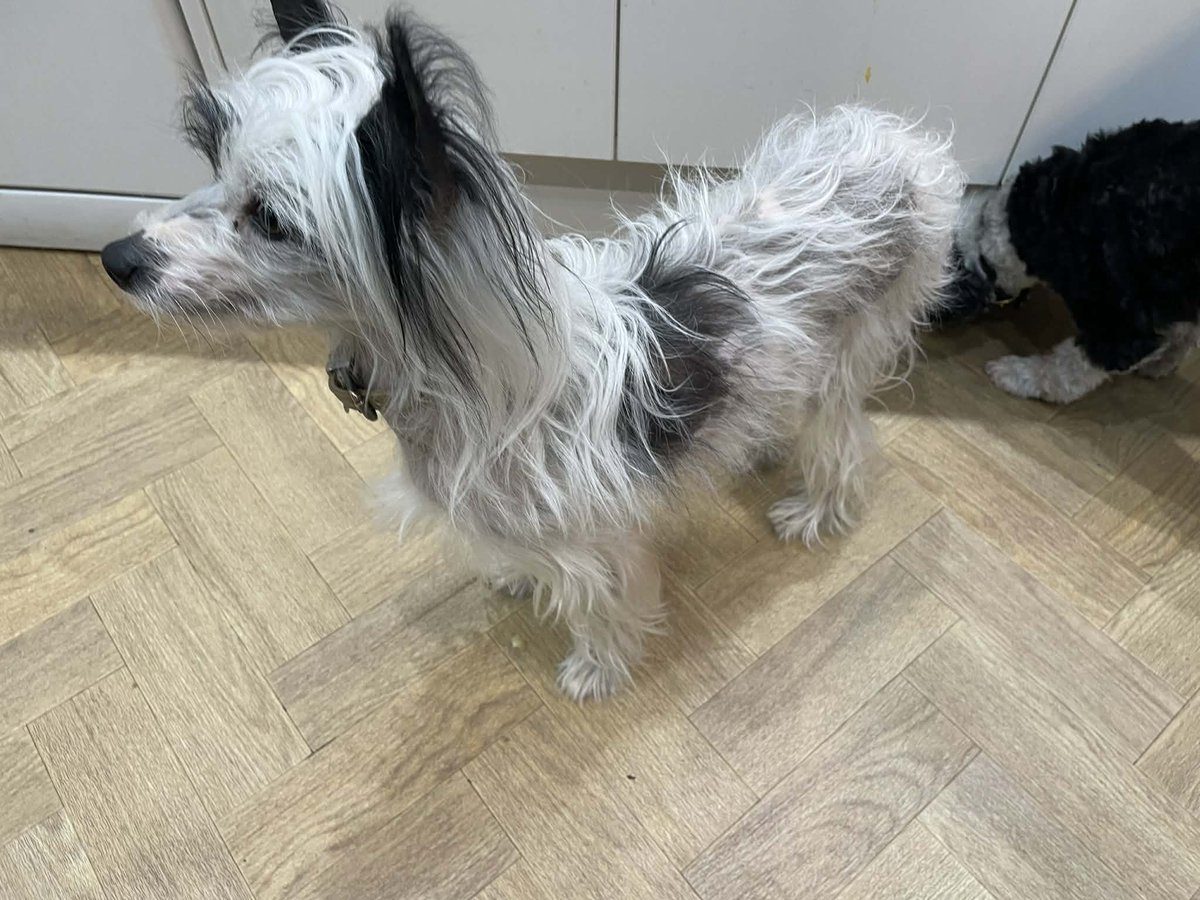 The Chinese Crested Club Of Great Britain Rescue tweet media