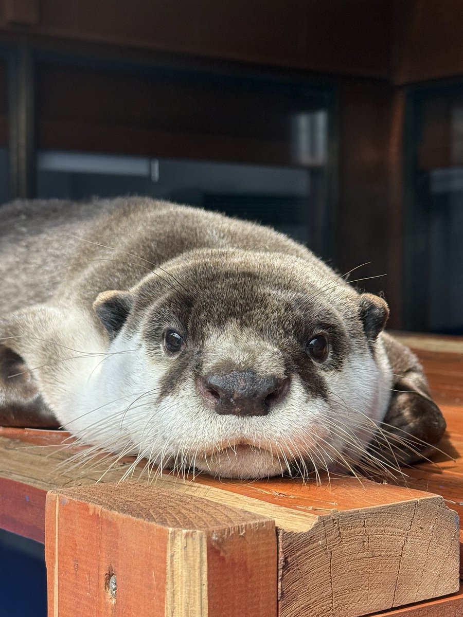 今日は初めて伊勢シーパラダイスへ！！ 朝からめちゃめちゃカワウソに