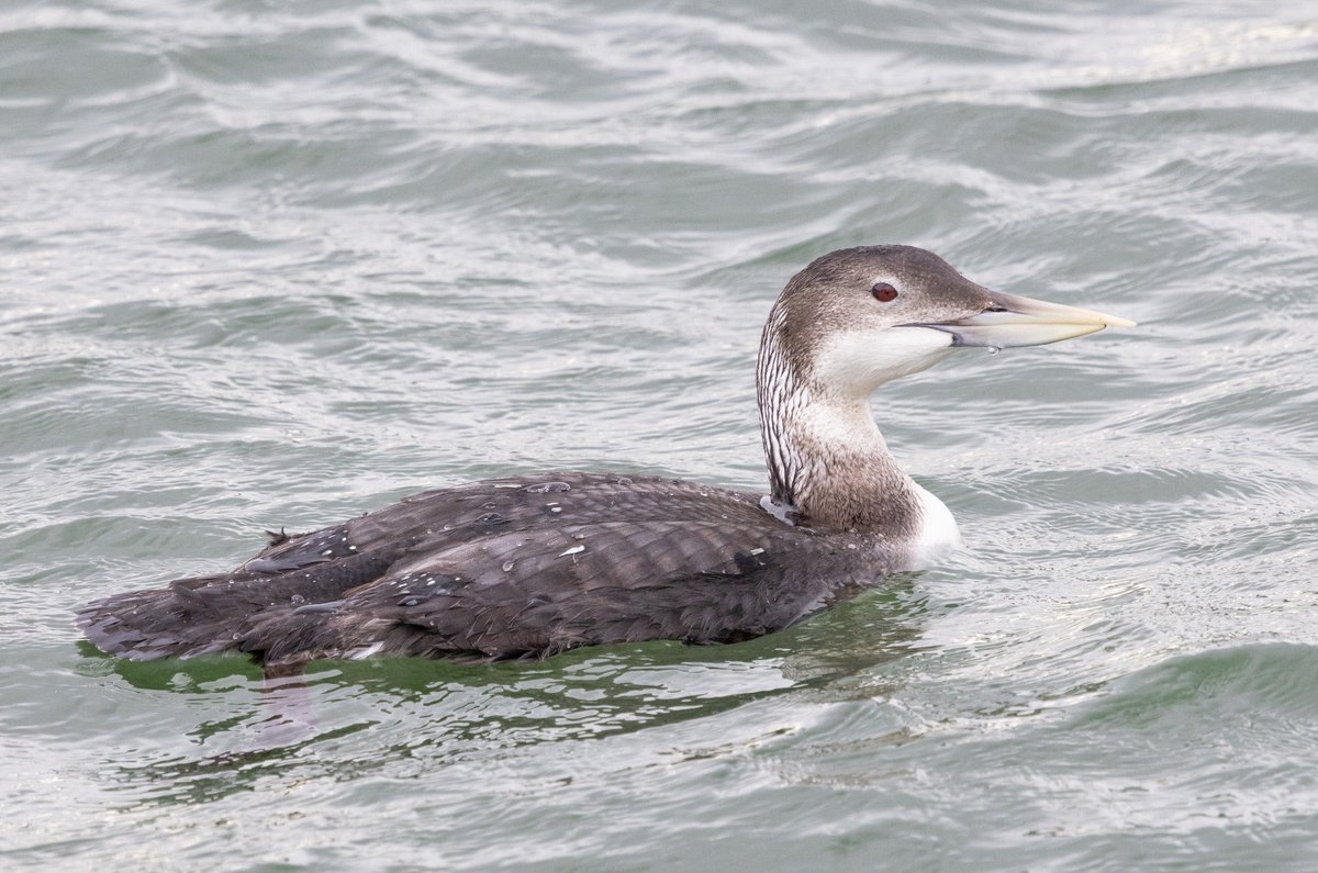 SteveMcDonnell4's tweet photo. @teesbirds1 
The obliging White-billed diver at Blyth yesterday https://t.co/FYo1XudvbO
