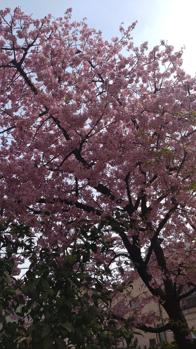 7日ぶりに仕事行ったら サクラ🌸咲いてた😀✨✨