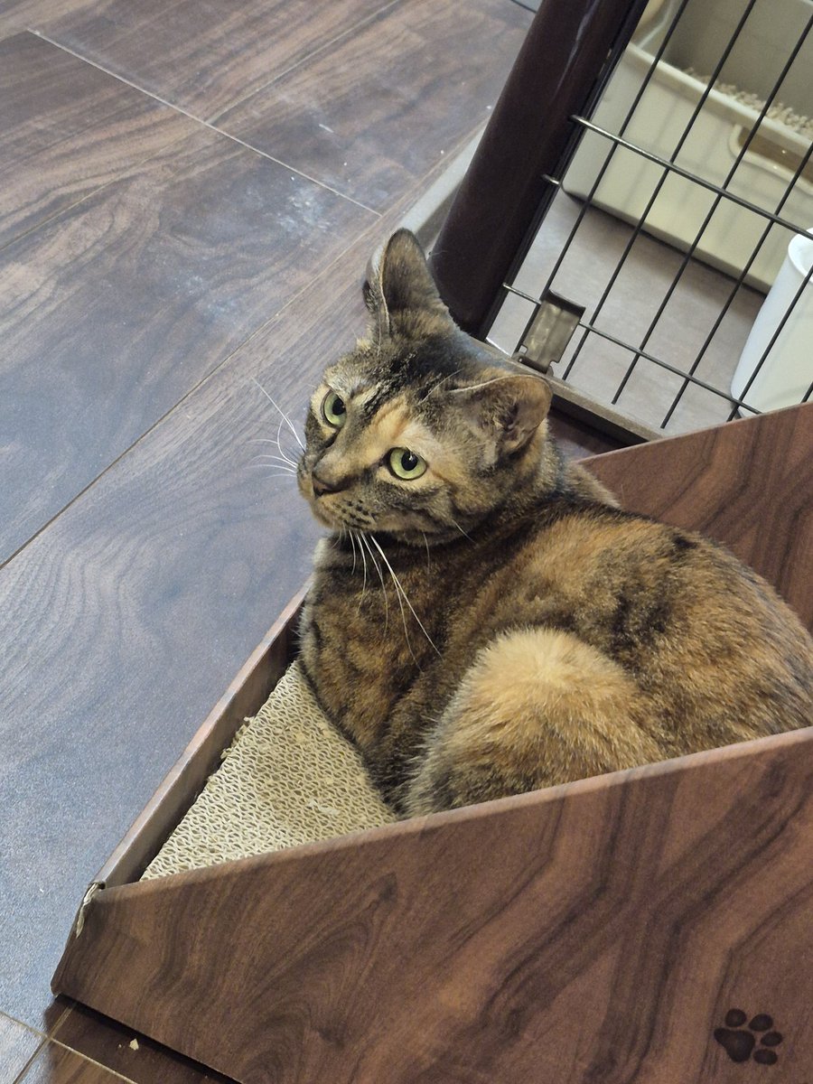 tortoiseclam's tweet photo. しじみさんはせんそうをゆるしません https://t.co/CxsJfyK2QI
