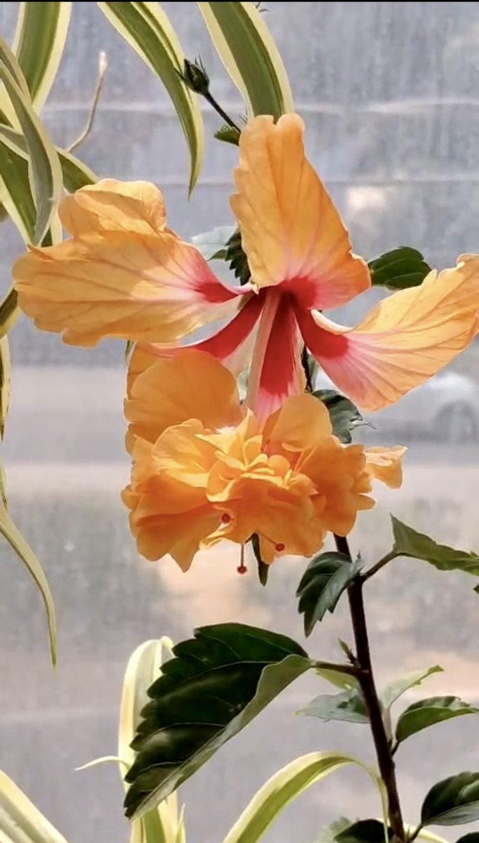 Not made for everywhere.
But extraordinary where she grows.
She is hibiscus.

#spring #DailyPictureTheme