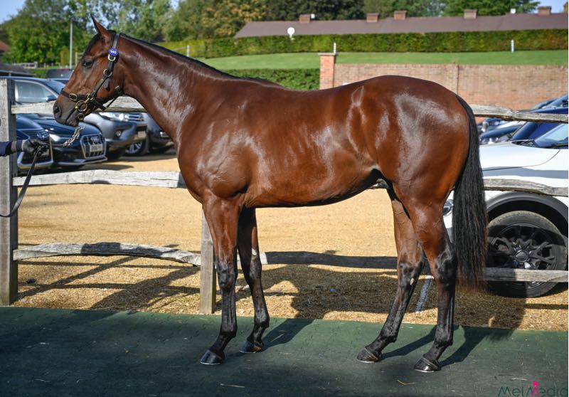 Tattersalls Français tweet media