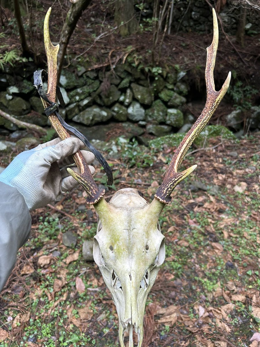 パワフルルアーズ tweet media