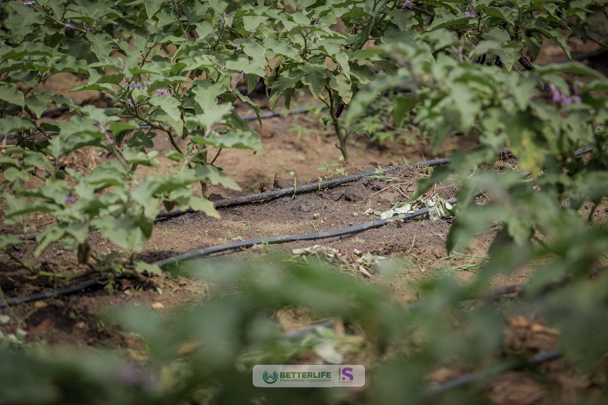 BetterLife International Organization tweet media