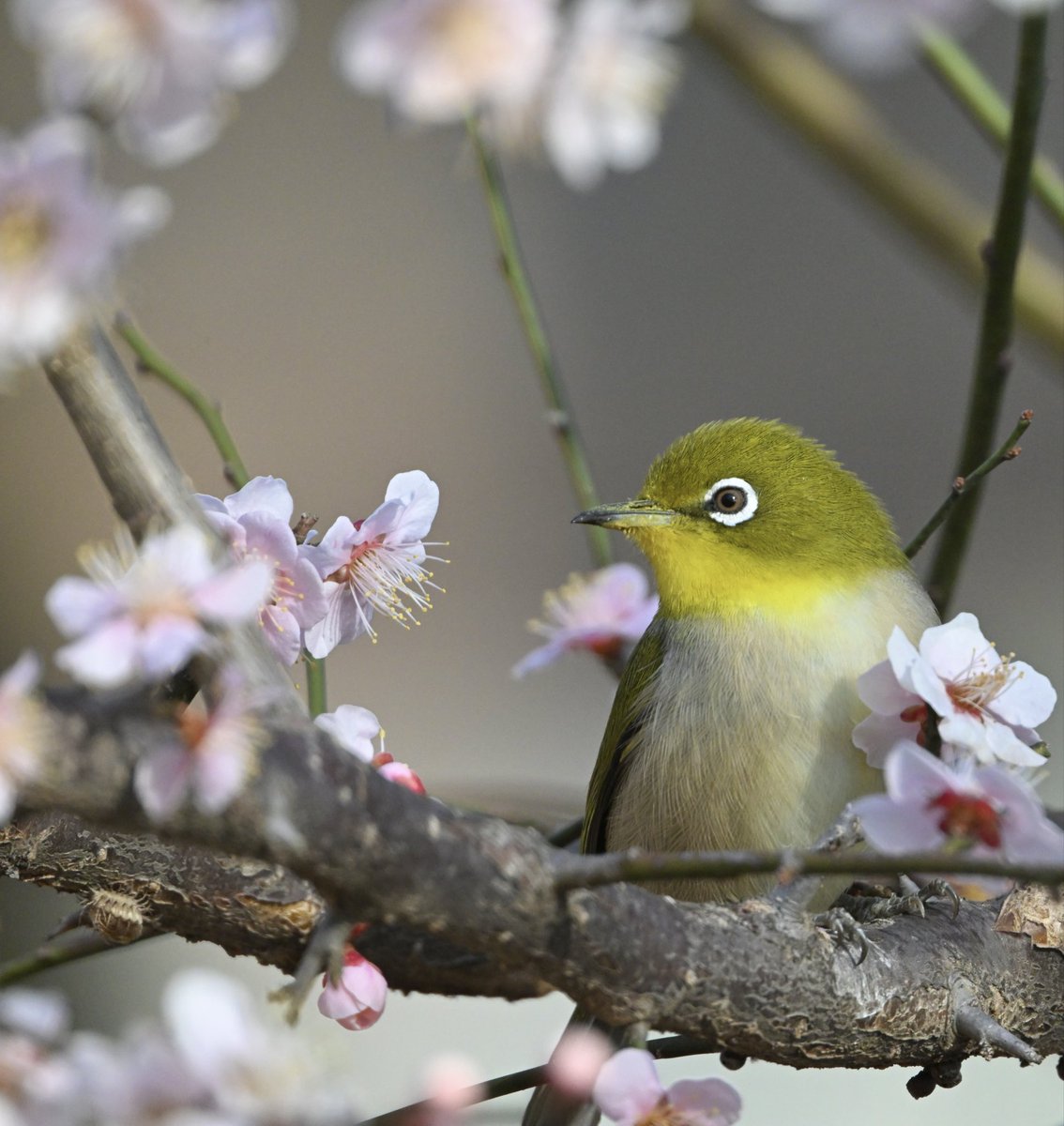 梅園の中に早咲きの梅が一本🌸

梅花の香りに包まれて…
一羽のメジロさんが嬉しそうにピョコピョコ🐥🥤♪

#野鳥 #野鳥観察 #野鳥写真 #野鳥撮影
#自然散策 #信州 #メジロ #梅ジロー