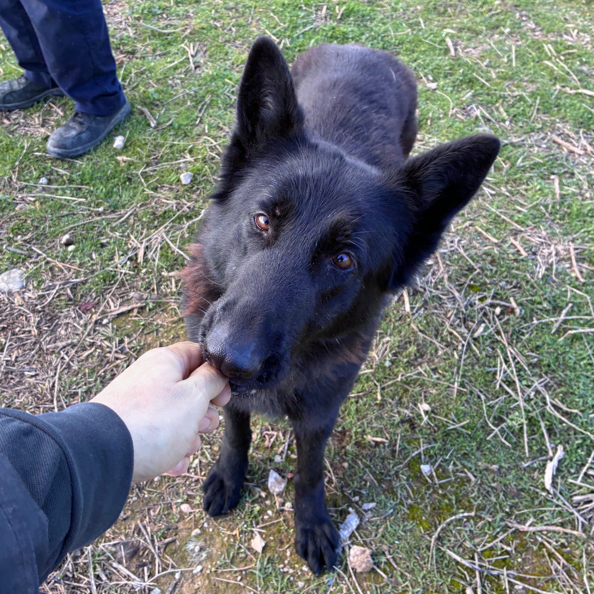 El Refugi dels Peluts tweet media