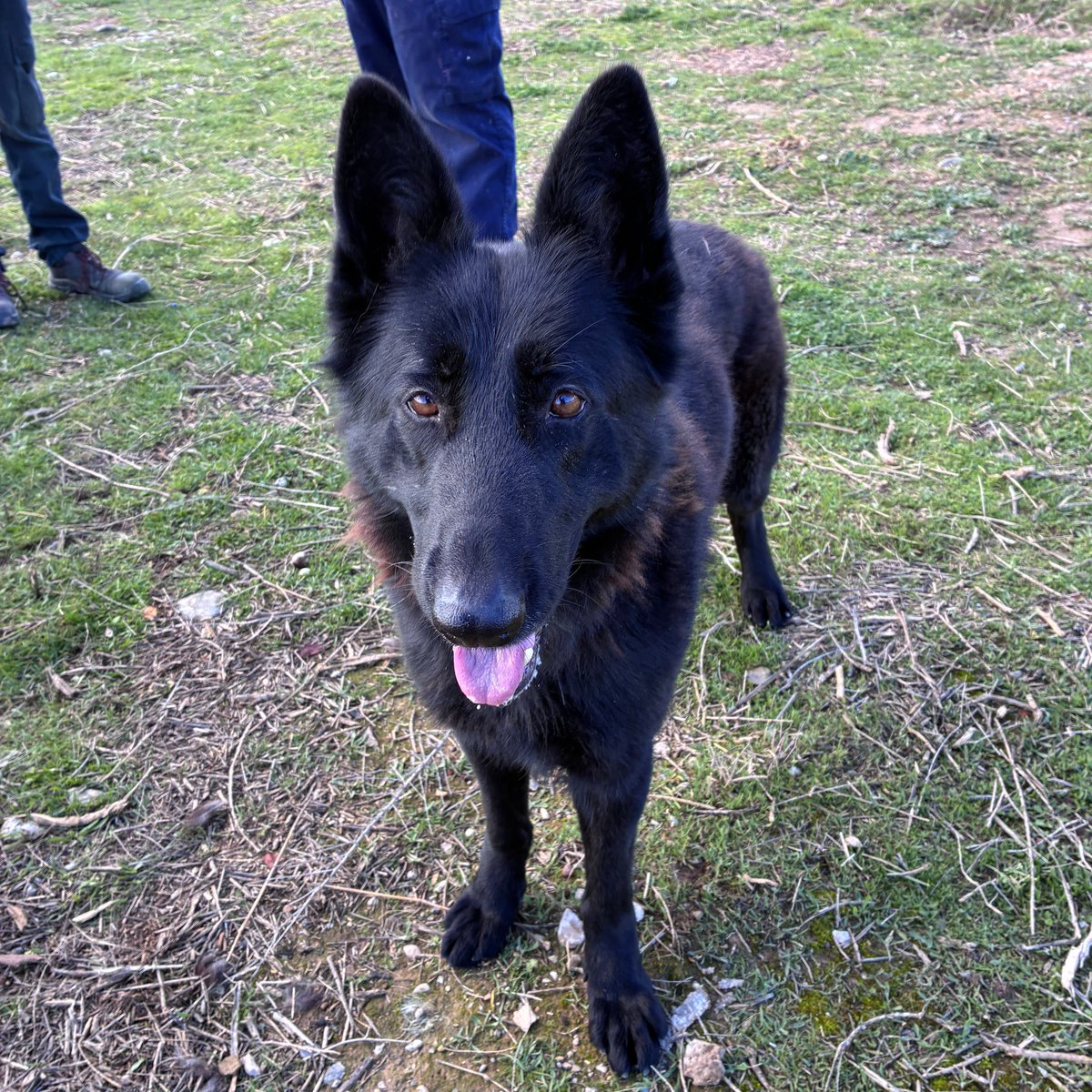 El Refugi dels Peluts tweet media