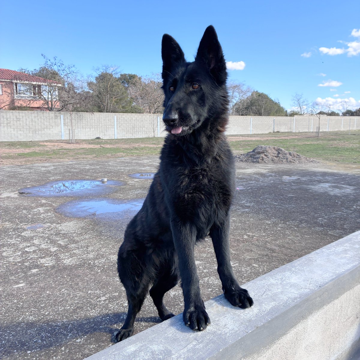 El Refugi dels Peluts tweet media