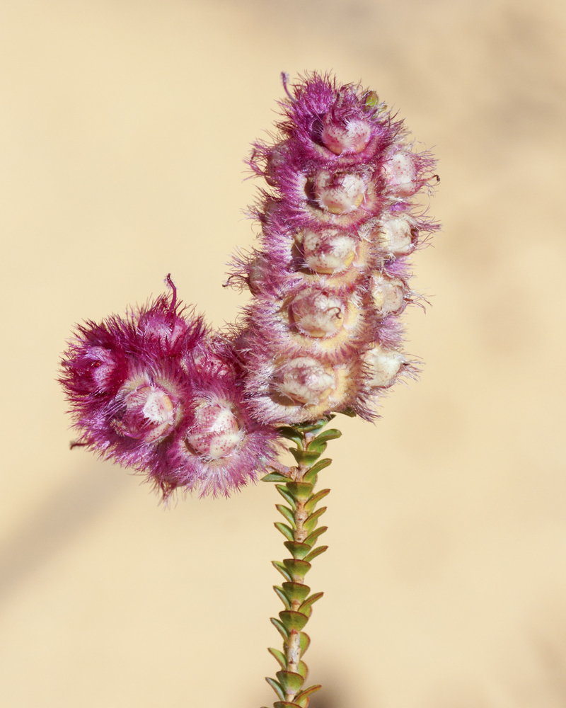 Bush Heritage tweet media