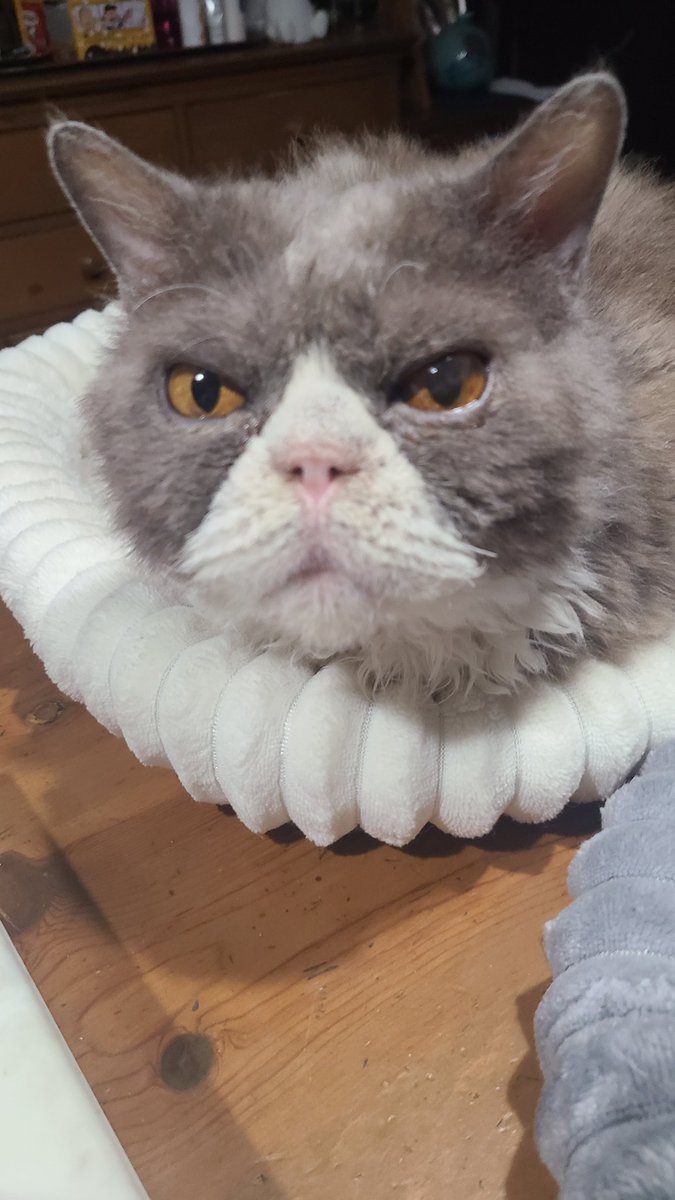 マナミ tweet media