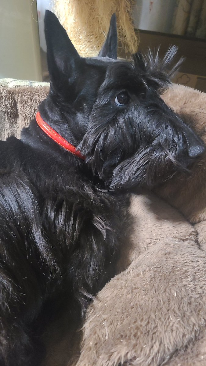 マナミ tweet media