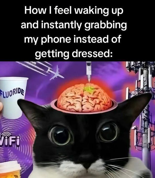 Cool Cat Society (@coolcatsociety) on Twitter photo 