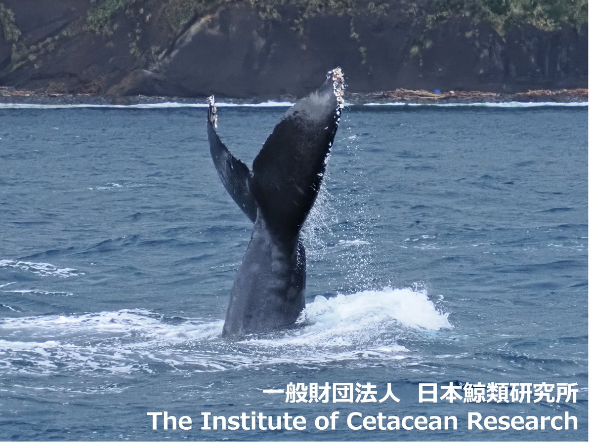 八丈島クジラ目撃情報🐳】 3月2日の日本鯨類研究所調査チームからの