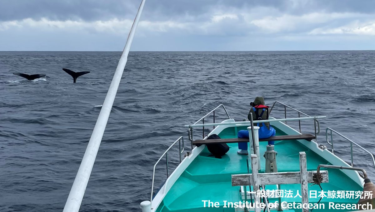 八丈島クジラ目撃情報🐳】 3月2日の日本鯨類研究所調査チームからの