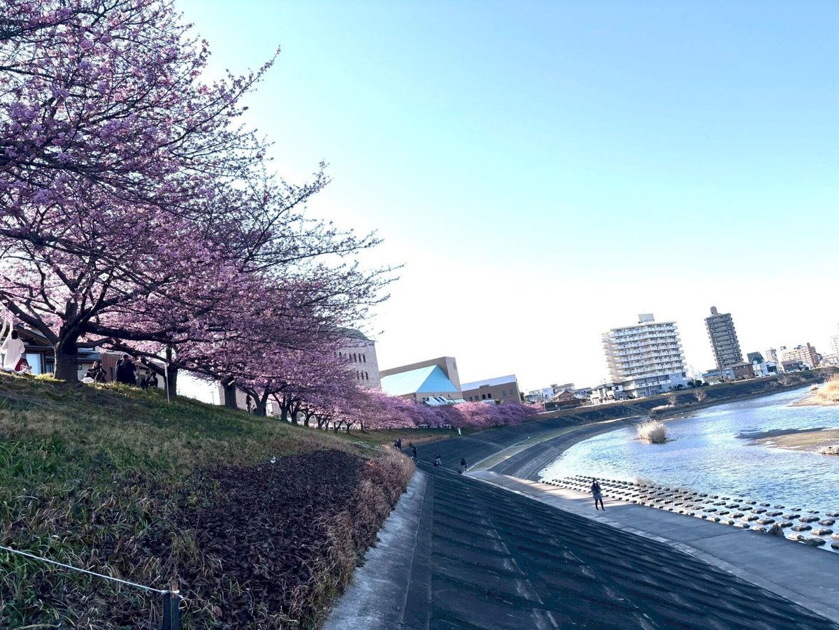 竜美会館近くの乙川土手の葵桜（河津桜）を見てきました🌸 撮影時（2月