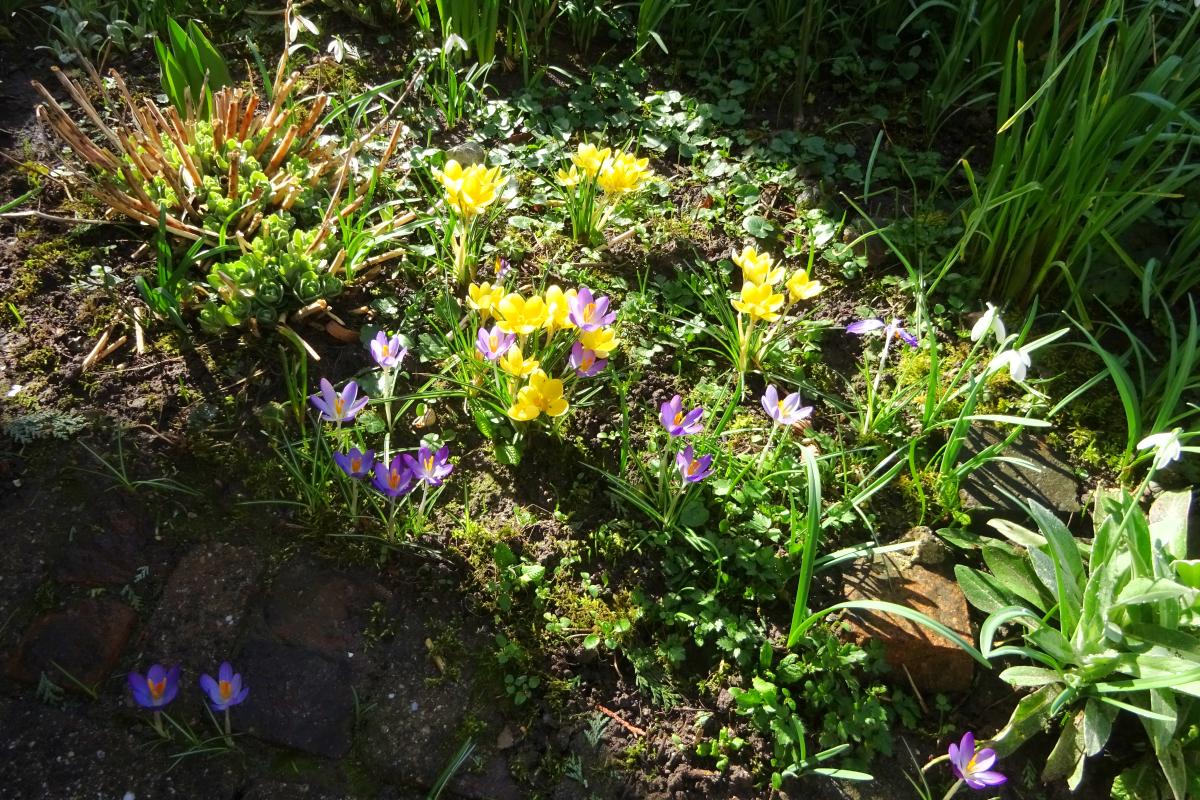 omihilde's tweet photo. Der lang ersehnte Frühling ist endlich da🪻🌷🌼💮 https://t.co/8CGb8HgdkZ