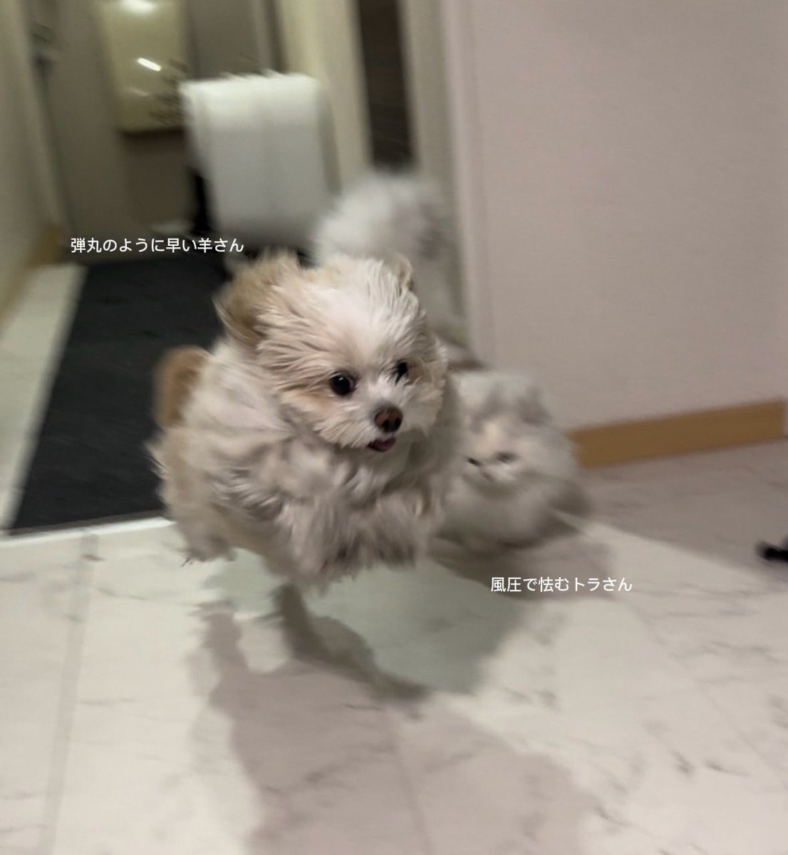 羊さんとトラさん tweet media