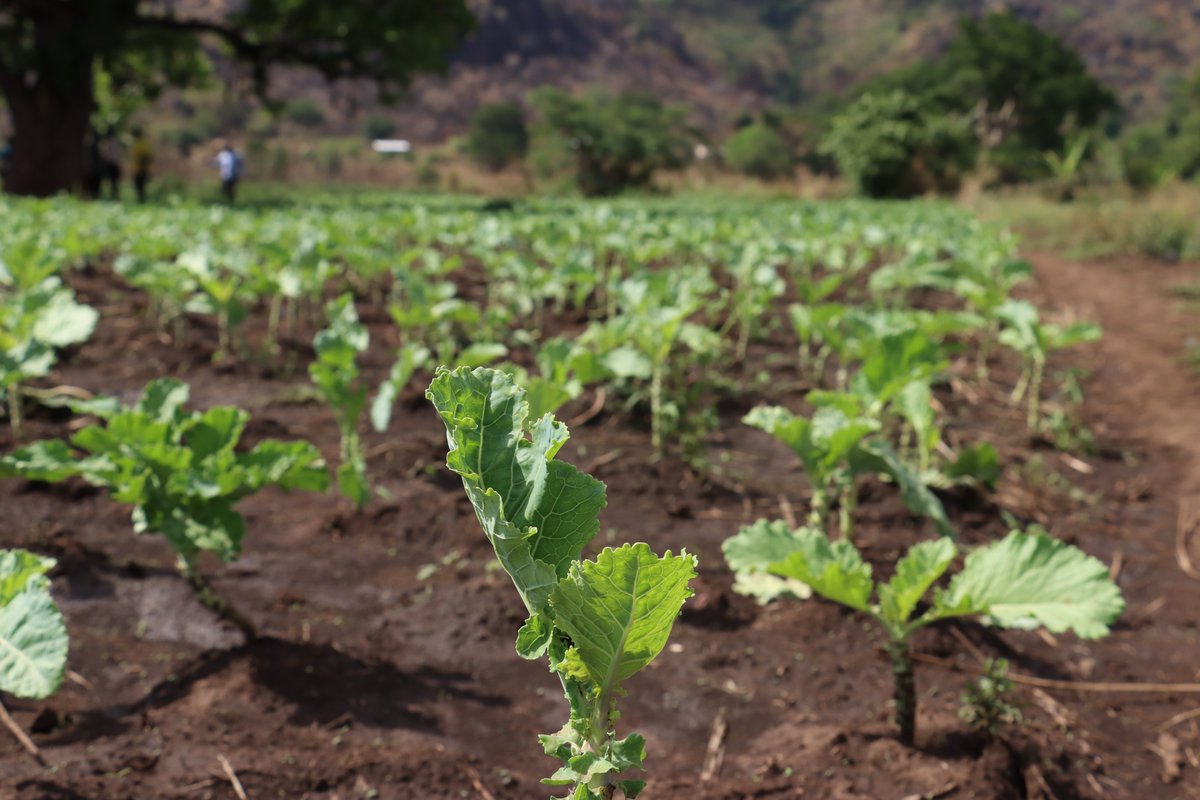 Action Against Hunger, Uganda tweet media