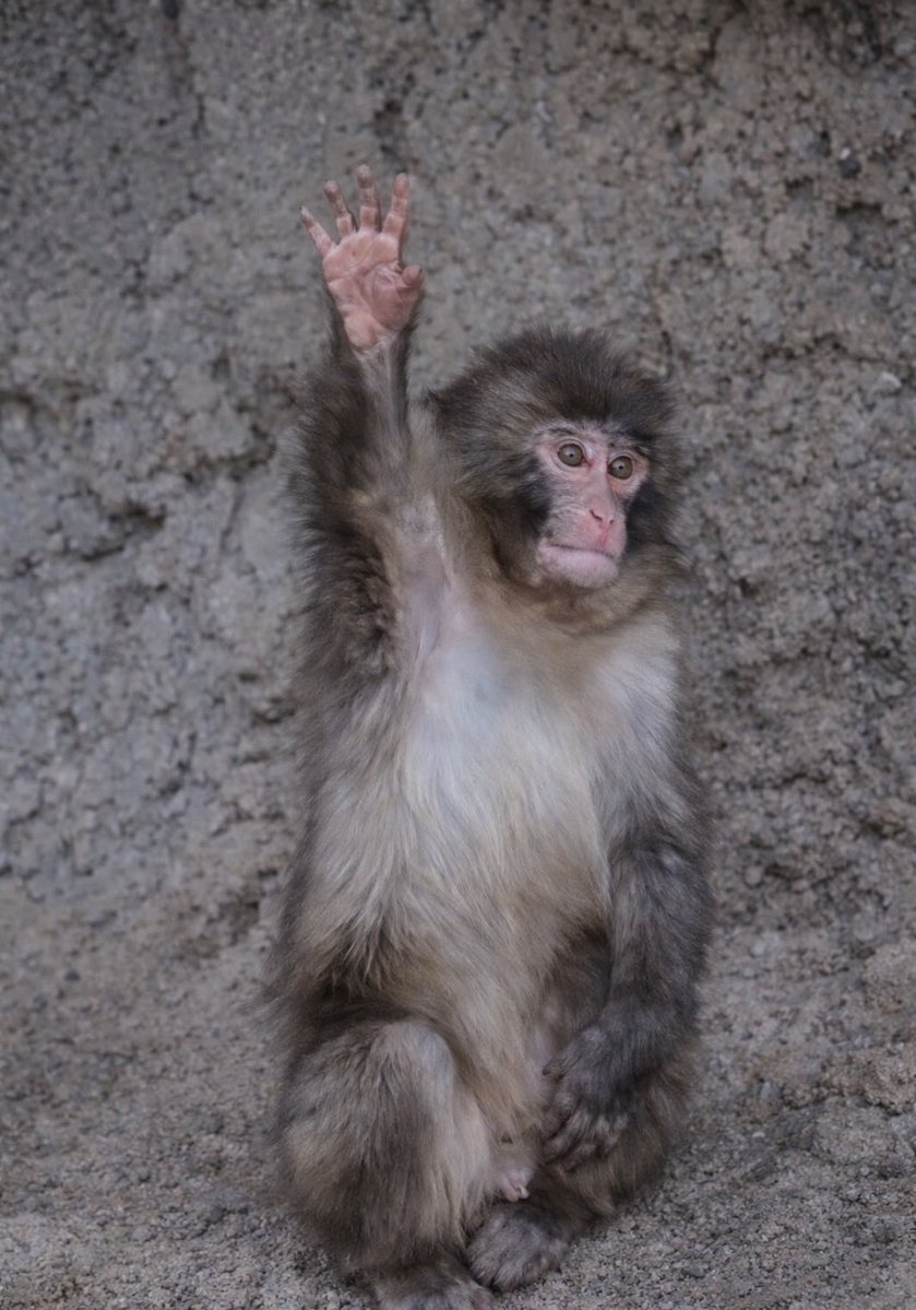 pu2022138's tweet image. 펀치 안녕 🐵👋🏽♥️

#punch #punchi