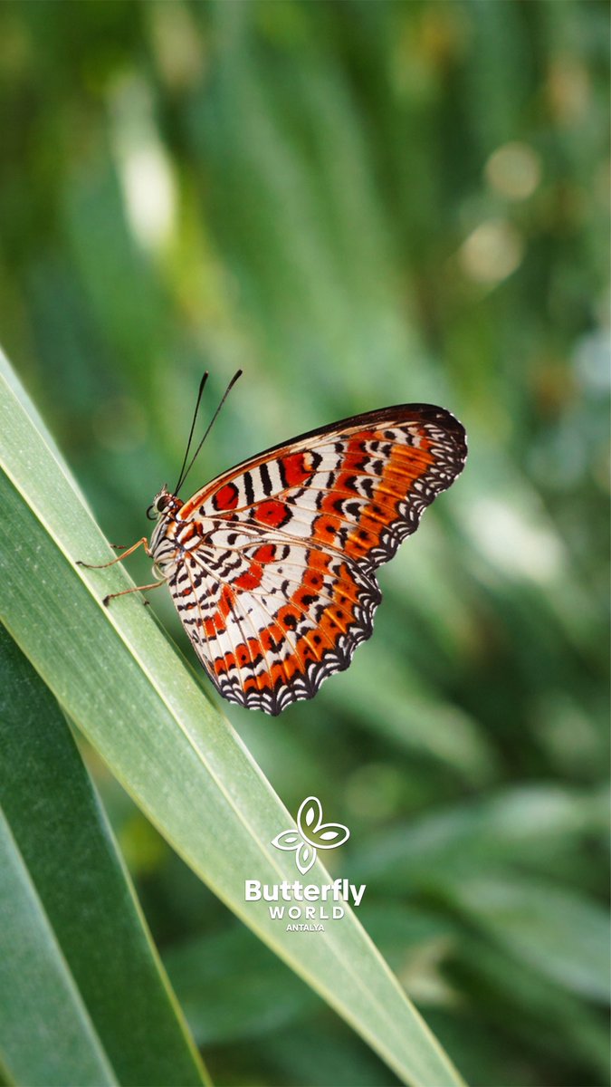 ButterflyW_tr's tweet photo. Doğada her kanat bir hikâye anlatır.
Sessiz, zarif ve büyüleyici…

—

In nature, every wing tells a story.
Silent, elegant, and mesmerizing.

Görsel
Dantel Kanatlı Biblis (Red Lacewing)
Cethosia biblis

#ButterflyWorld #Antalya #ComingSoon #FamilyTime #Butterfly https://t.co/wwVVEhTph8