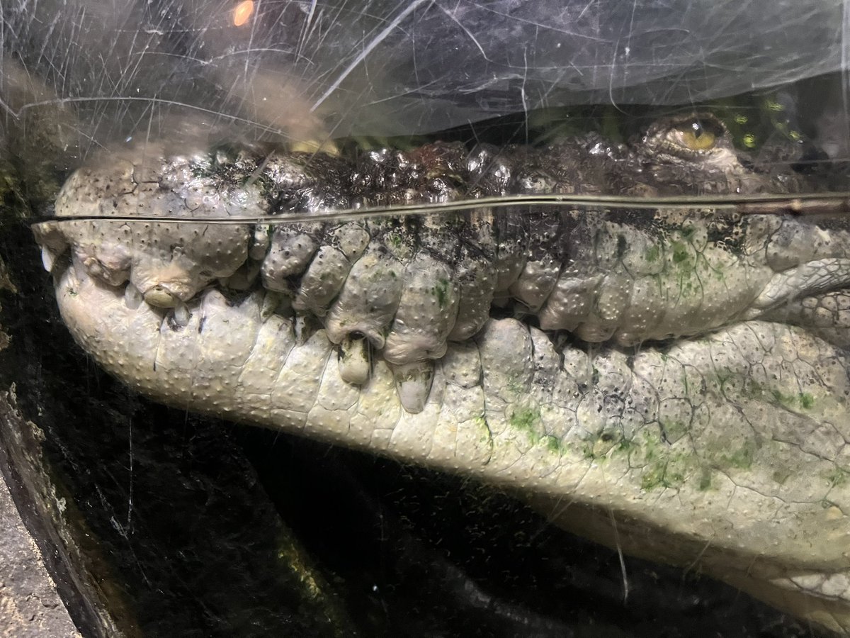 マシュマー・テロ tweet media