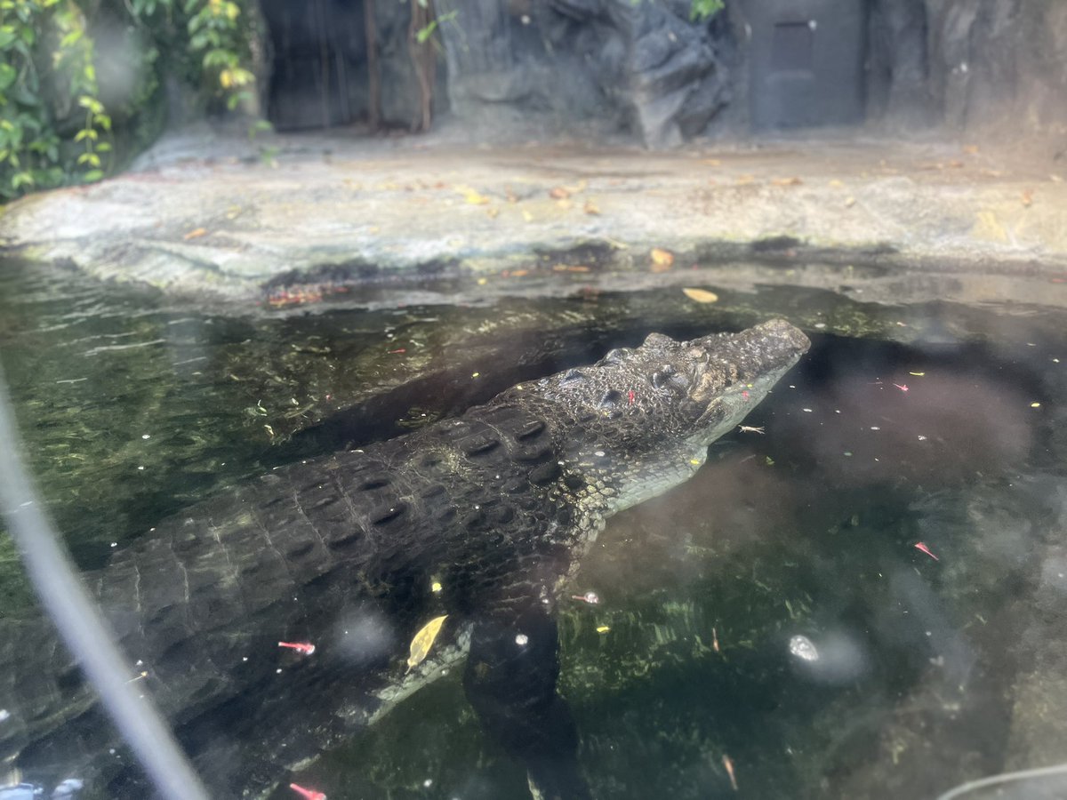 マシュマー・テロ tweet media