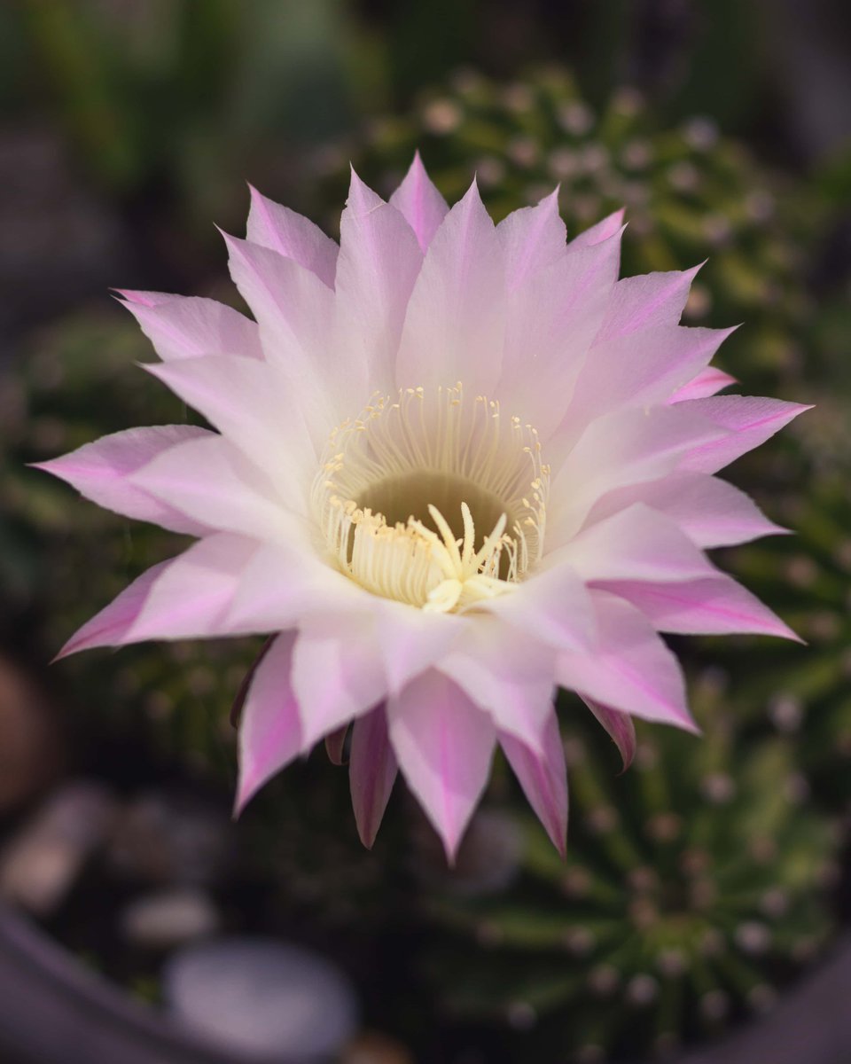 WMAX VELL tweet media