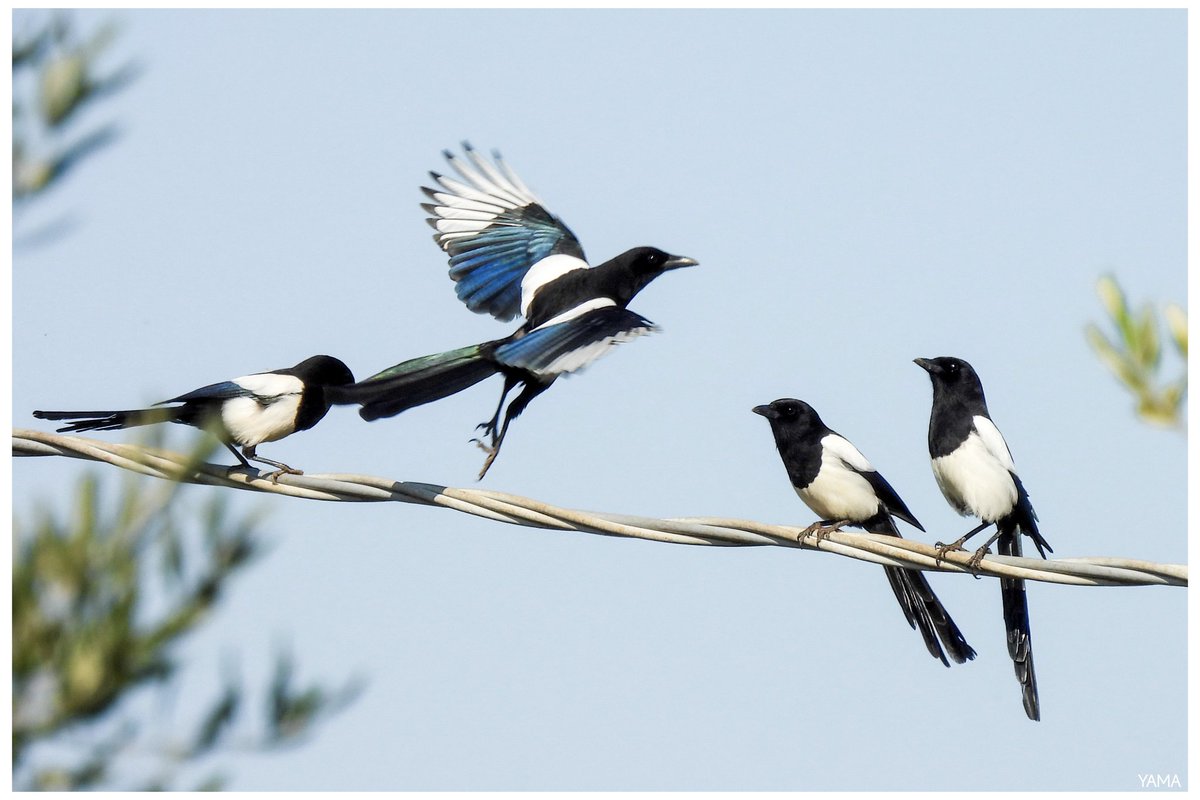Yama_VP's tweet photo. • Magpie Teaches How To Fly In Style
#Magpie #Picapica #Birds #WildLife #WildLifePhotography #Italy #Apulia #parcoaltamurgia #Murgeopark #Afni
#Photography
#Yama山 #山 https://t.co/qhtAdMAooq