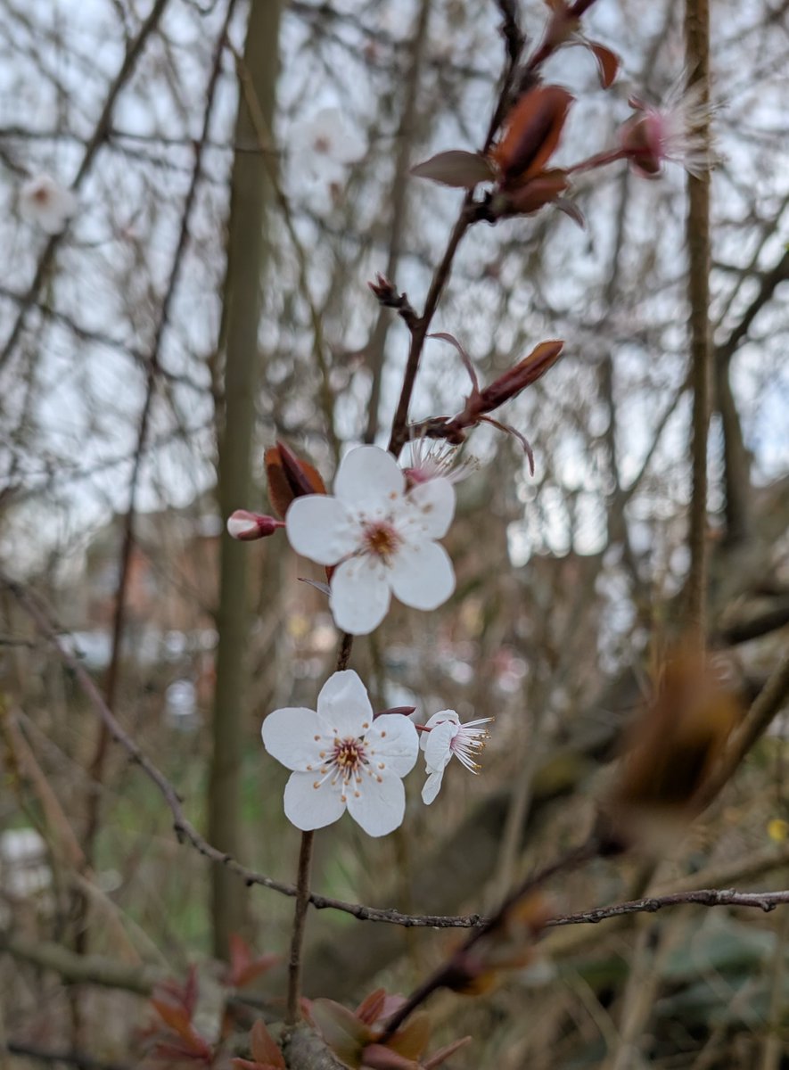 Haslemere Museum tweet media