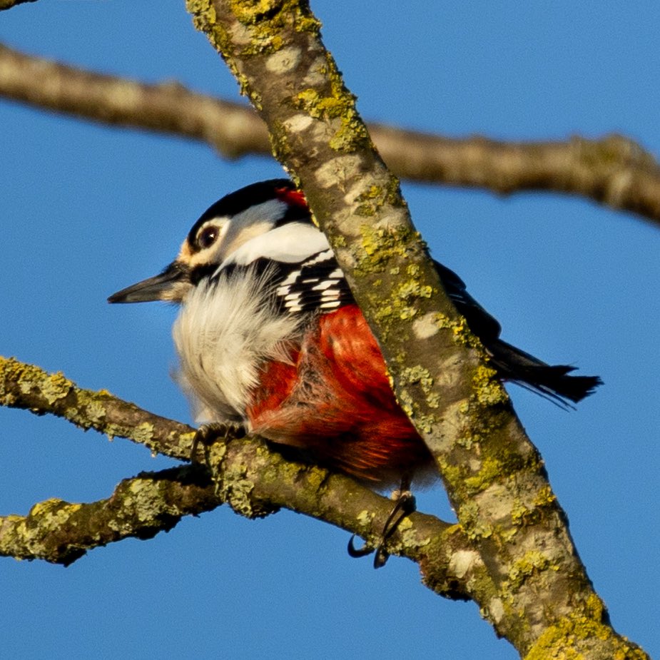 LooijengoedWim's tweet photo. Bonte specht vanmorgen aan de Hogeweg in Amersfoort.
Zó uit m’n badkamerraam. 
@Gem_Amersfoort #Bloeidaal @NatuurfotoNL @UwMooisteFoto @nf_magazine #specht 
@NederlandNatuur 
#canonR6 met #canon 800 mm. https://t.co/I5E82ME8yW