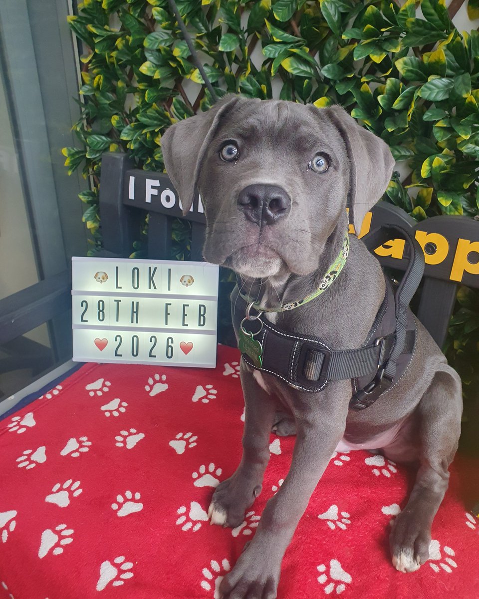 DT_Leeds's tweet image. Excited to kick off this week by letting you all know that our buddy 'little' Loki has found his forever home and is getting comfy in his new pad! 🎉🐶🏡

Thinking about adopting? Go here 👉 bit.ly/DTLEEDS

#GoodNews #FeelGood #CaneCorso #Leeds #AdoptDontShop