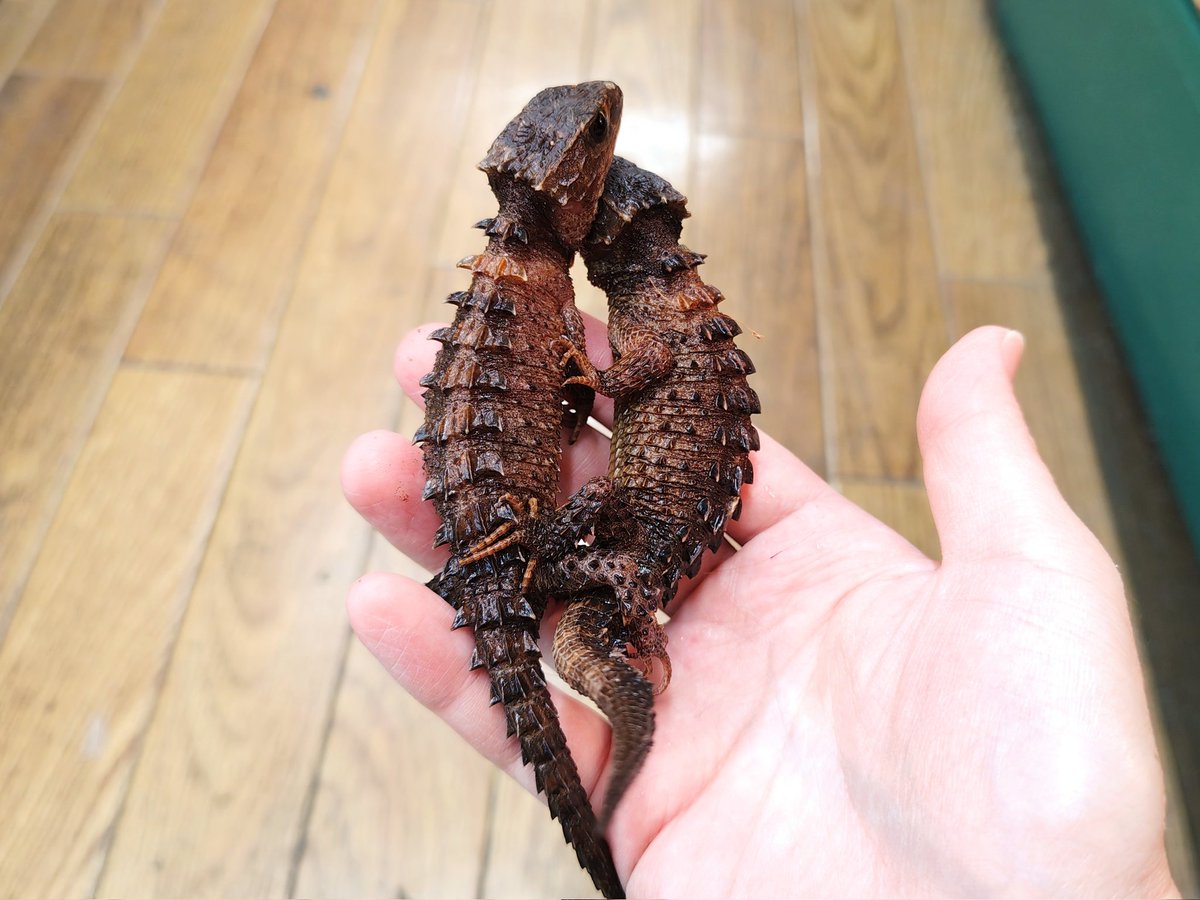 SAURIA守口店 tweet media