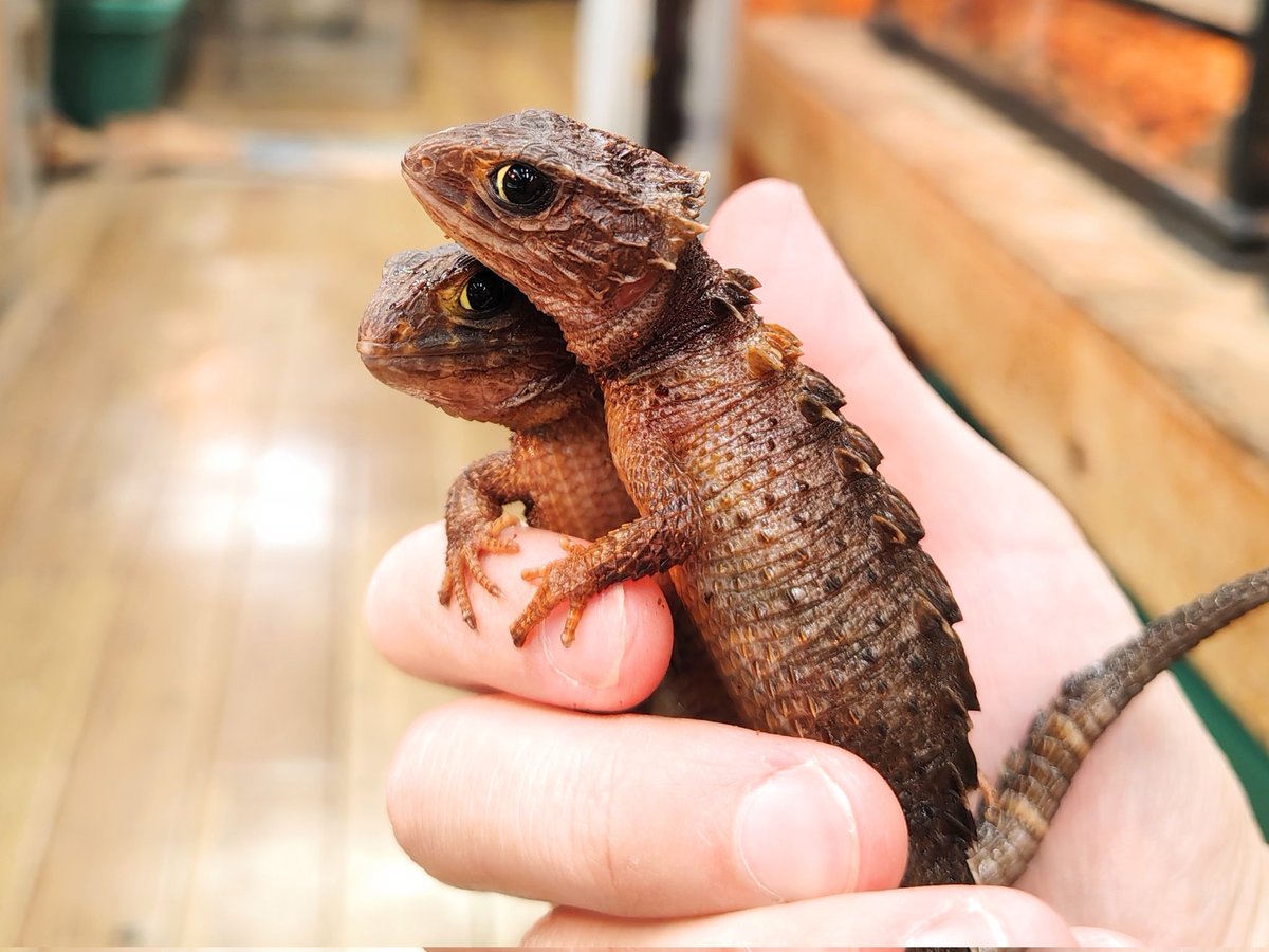 SAURIA守口店 tweet media