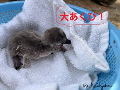 🐧ペンギン情報 更新✨ ＼ 今日は ＃ひな祭り ということで「ヒナ」の