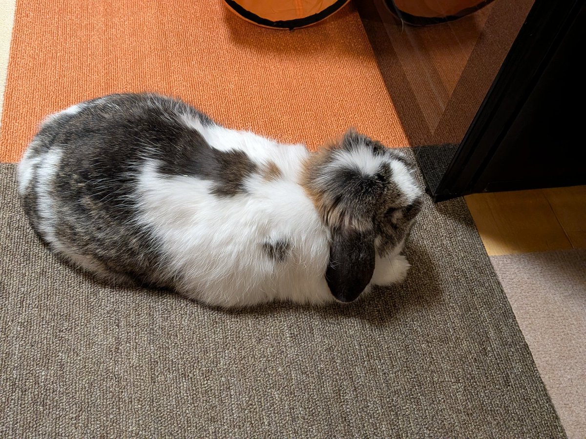 もも♀🍑@うさぎパパ (@momorabbit21) / Posts / X