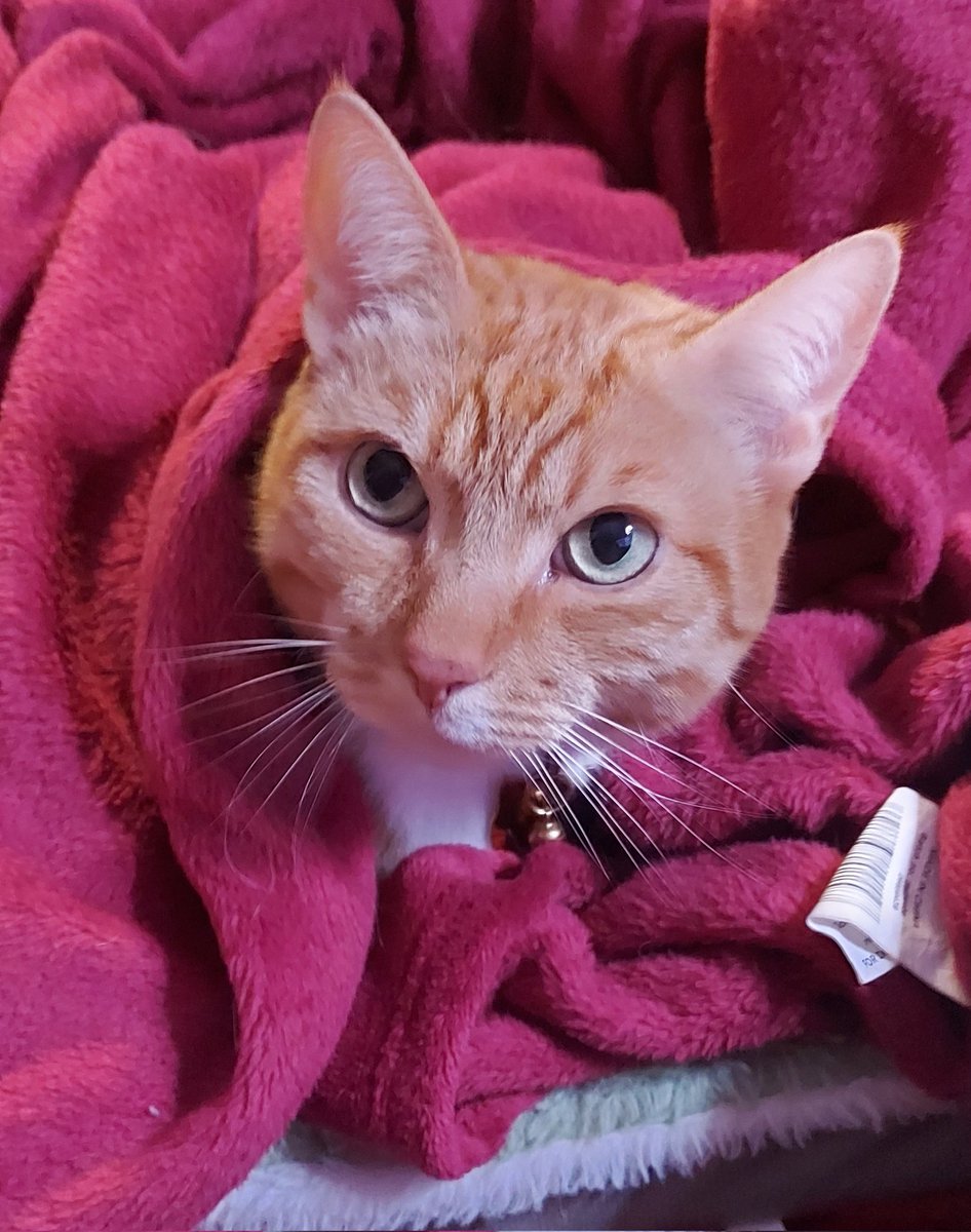 ToastcatCheebs's tweet photo. It's pretty cold tonight! https://t.co/Pu5q5aSDCr