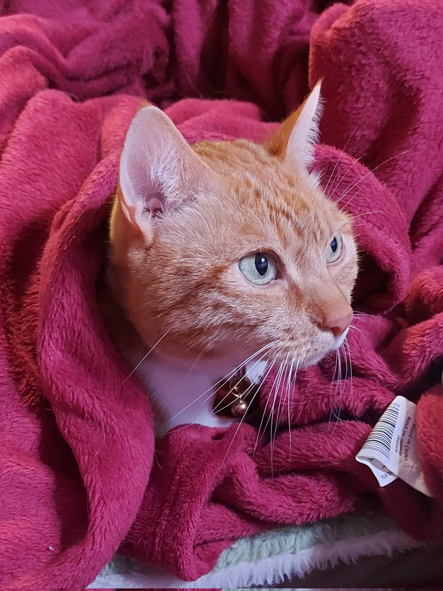 ToastcatCheebs's tweet photo. It's pretty cold tonight! https://t.co/Pu5q5aSDCr