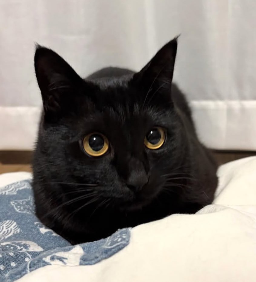 ねむねむにゃ。

#黒猫