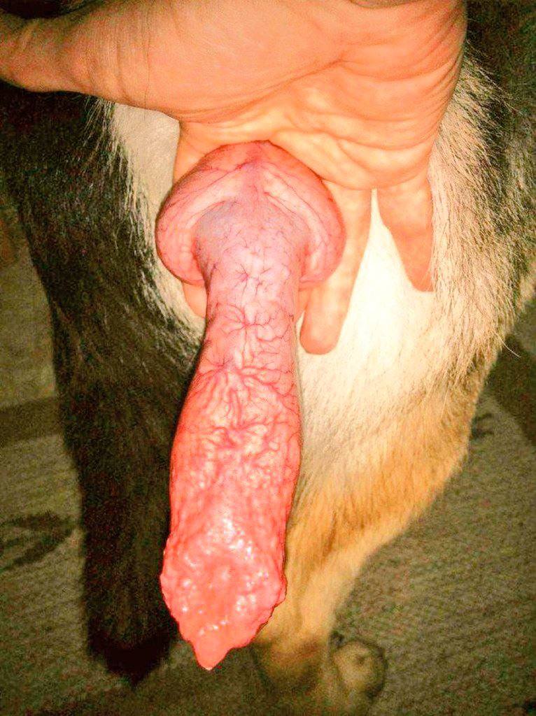 Knottyjasmine07's tweet photo. Don't just take my word for it experience it yourself! Dive into a world of content that transforms ideas into reality and captivates your audience like never before
https://t.co/BP7aSNVuuj
#beastiality
#zoophilia #zoophile #zooprideisvalid #zoophiletwt #zootwt #dogsdoitbetter https://t.co/9M8nIzl5XX