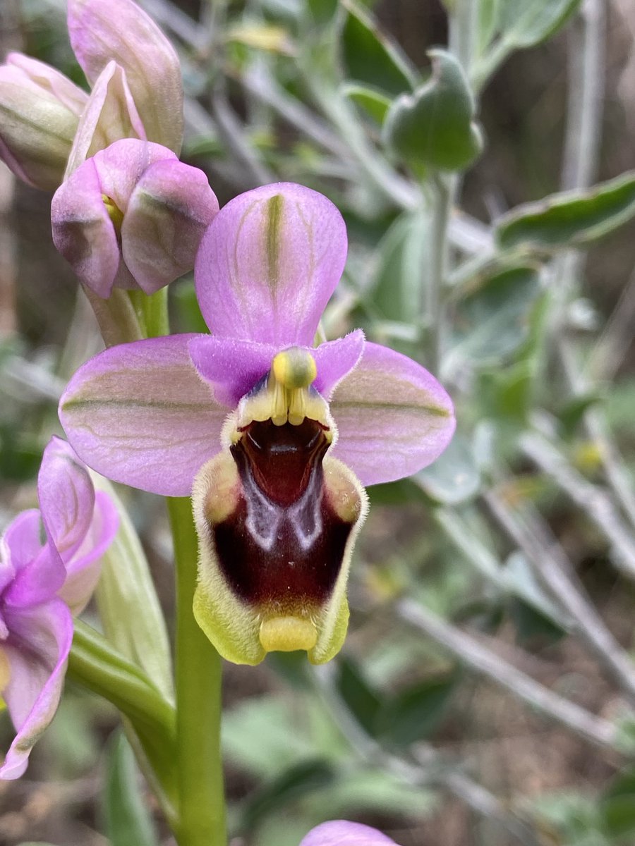 persito8's tweet photo. Ophrys tenthredinifera. Sierra Cabrera, Turre (Almería). 01/03/2026 https://t.co/9MjbQGRe6p