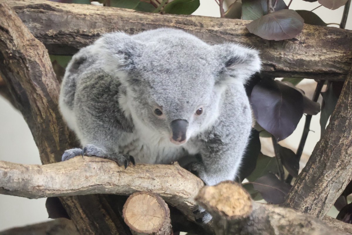 くぐり抜けるこまち🪵 260227📷 #多摩動物公園 #コアラ #こまち