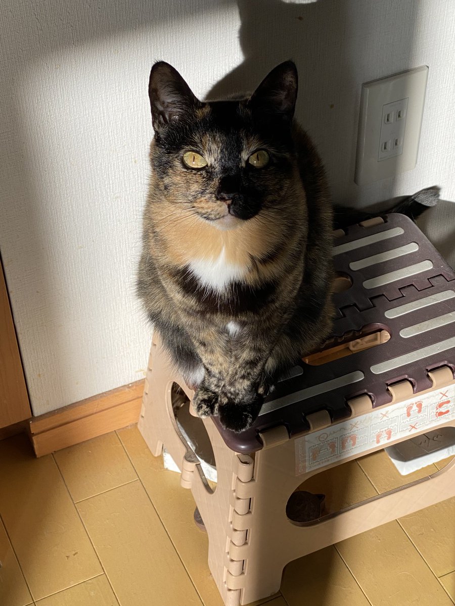 calico_e_c's tweet photo. #サビ猫の日
#サビ猫最高
3月2日でサビ猫の日か…
一応、キャリコ猫の仲間かな https://t.co/vL3g3ERNa9
