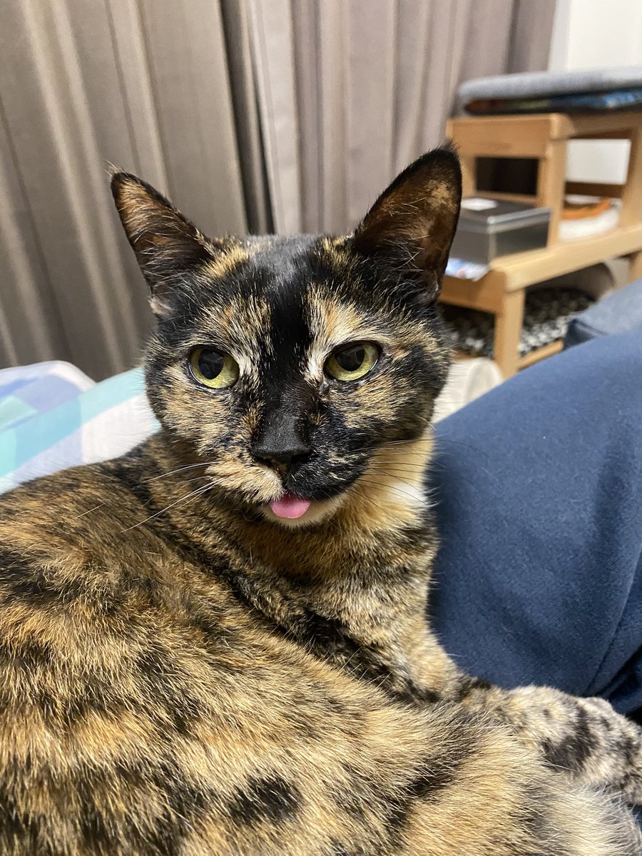 calico_e_c's tweet photo. #サビ猫の日
#サビ猫最高
3月2日でサビ猫の日か…
一応、キャリコ猫の仲間かな https://t.co/vL3g3ERNa9